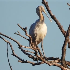 Platalea flavipes (Yellow-billed Spoonbill) at Fyshwick, ACT - 11 May 2025 by LineMarie