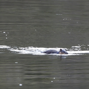 Hydromys chrysogaster (Rakali or Water Rat) at Kambah, ACT - Yesterday by LineMarie