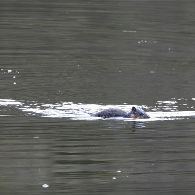 Hydromys chrysogaster (Rakali or Water Rat) at Kambah, ACT - 12 May 2025 by LineMarie