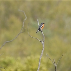 Petroica phoenicea (Flame Robin) at Kambah, ACT - 12 May 2025 by LineMarie