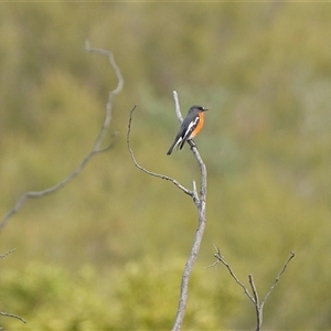 Petroica phoenicea (Flame Robin) at Kambah, ACT - Yesterday by LineMarie