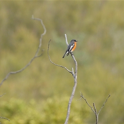 Petroica phoenicea (Flame Robin) at Kambah, ACT - 12 May 2025 by LineMarie