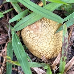 Scleroderma sp. (Scleroderma) at Moruya, NSW - Yesterday by LisaH