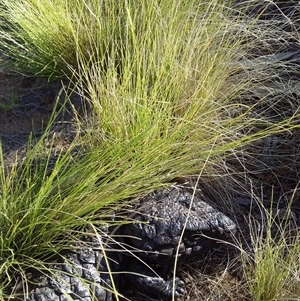 Tiliqua rugosa aspera at suppressed - suppressed