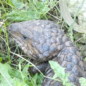 Tiliqua rugosa aspera at suppressed - suppressed