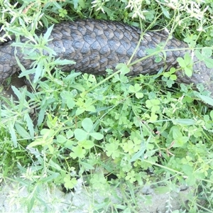 Tiliqua rugosa aspera at suppressed - suppressed