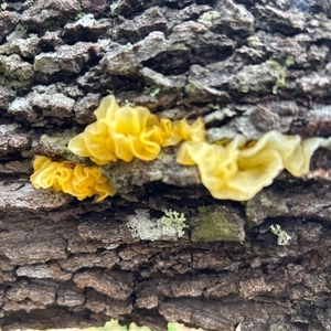 Tremella mesenterica at Moruya, NSW - suppressed