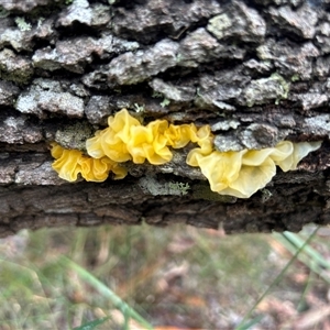 Tremella mesenterica at Moruya, NSW - suppressed