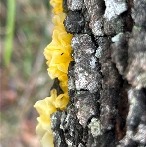 Tremella mesenterica at Moruya, NSW - suppressed
