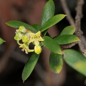 Monotoca elliptica (Tree Broom-heath) at Harolds Cross, NSW - 7 May 2025 by DerekC