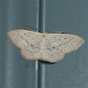 Scopula optivata by DPRees125