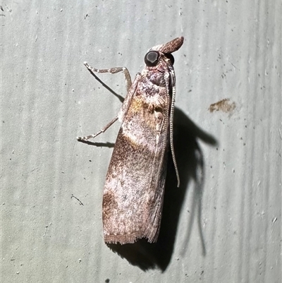 Unverified Pyralid or Snout Moth (Pyralidae & Crambidae) at Arakoon, NSW - 9 May 2025 by Pirom