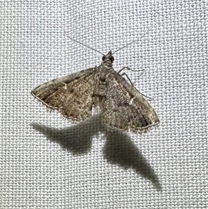 Metasia capnochroa at Arakoon, NSW - 7 May 2025 by Pirom