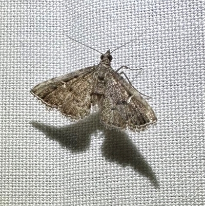 Metasia capnochroa (Smokey Metasia Moth) at Arakoon, NSW - 7 May 2025 by Pirom