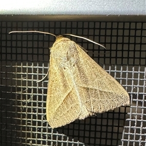 Mocis frugalis at Arakoon, NSW - 5 May 2025 by Pirom