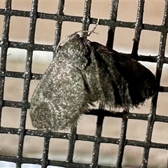 Unverified Other moth at Arakoon, NSW - 8 May 2025 by Pirom