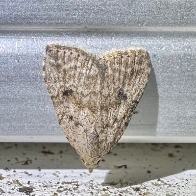 Tolpiodes oligolasia (An Erebid moth (Catacalini)) at Arakoon, NSW - 10 May 2025 by Pirom
