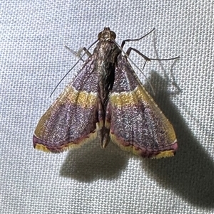 Endotricha mesenterialis at Arakoon, NSW - 9 May 2025 09:26 PM
