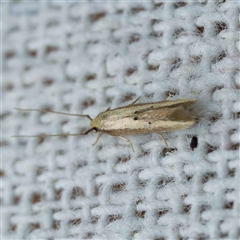 Opogona stenocraspeda (Tineidae) by DPRees125