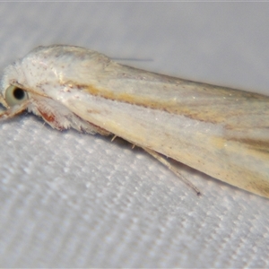Unverified Noctuoid moth (except Arctiinae) at Rubyvale, QLD - 29 Oct 2009 by PJH123