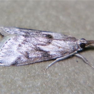 Unverified Pyralid or Snout Moth (Pyralidae & Crambidae) at Rubyvale, QLD - 29 Oct 2009 by PJH123