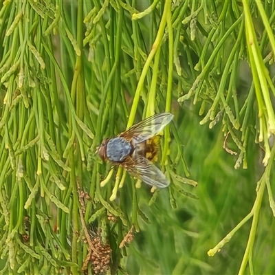 Calliphora stygia (Brown blowfly or Brown bomber) at Symonston, ACT - 13 May 2025 by Mike