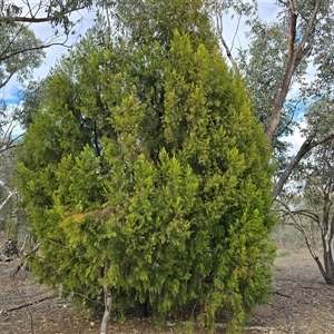 Exocarpos cupressiformis at Symonston, ACT - Today by Mike