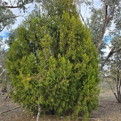 Exocarpos cupressiformis (Cherry Ballart) at Symonston, ACT - 13 May 2025 by Mike