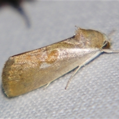 Unverified Noctuoid moth (except Arctiinae) at Rubyvale, QLD - 29 Oct 2009 by PJH123