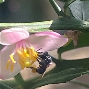 Unverified Bee (Hymenoptera, Apiformes) by pls047