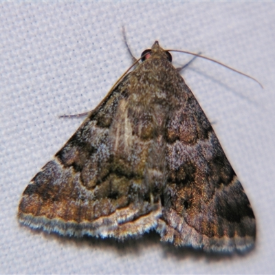 Unverified Geometer moth (Geometridae) at Rubyvale, QLD - 29 Oct 2009 by PJH123