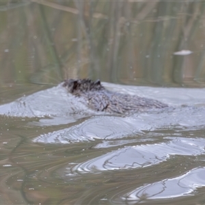 Hydromys chrysogaster (Rakali or Water Rat) at Narrabundah, ACT - 13 May 2025 by rawshorty