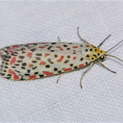 Utetheisa lotrix (Crotalaria Moth) at Rubyvale, QLD - 29 Oct 2009 by PJH123