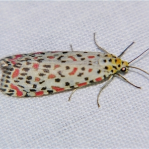 Utetheisa lotrix (Crotalaria Moth) at Rubyvale, QLD - 29 Oct 2009 by PJH123