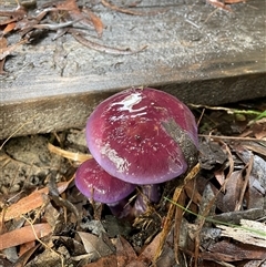 Cortinarius archeri at Dunbogan, NSW - Yesterday by LPW