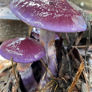 Cortinarius archeri s.l. at Dunbogan, NSW - 13 May 2025 12:45 PM