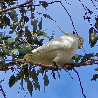 Cacatua galerita (Sulphur-crested Cockatoo) at Symonston, ACT - 13 May 2025 by Mike
