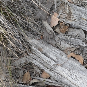 Morethia boulengeri at Ballyroe, NSW - suppressed