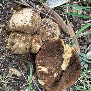Lycoperdon sp. at Guerilla Bay, NSW - 13 May 2025 02:00 PM