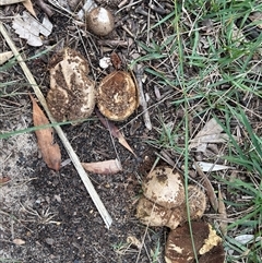 Lycoperdon sp. at Guerilla Bay, NSW - 13 May 2025 02:00 PM