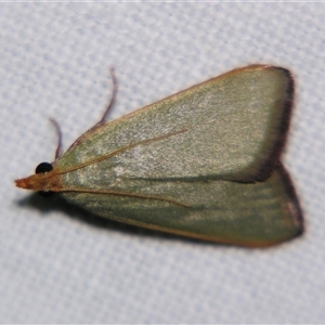 Ocrasa acerasta at Rubyvale, QLD - 29 Oct 2009 09:47 PM