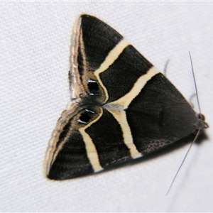 Grammodes oculicola (Small-eyed Box-Owlet) at Rubyvale, QLD - 29 Oct 2009 by PJH123