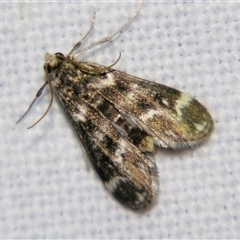 Hygraula nitens (Pond Moth) at Rubyvale, QLD - 29 Oct 2009 by PJH123