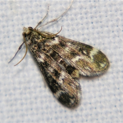 Hygraula nitens (Pond Moth) at Rubyvale, QLD - 29 Oct 2009 by PJH123