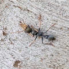 Myrmecia sp., pilosula-group (Jack jumper) at Goulburn, NSW - 13 May 2025 by trevorpreston