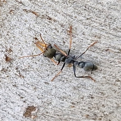 Myrmecia sp., pilosula-group (Jack jumper) at Goulburn, NSW - 13 May 2025 by trevorpreston