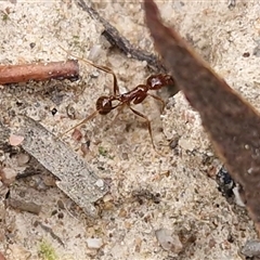 Aphaenogaster longiceps (Funnel ant) at Goulburn, NSW - 13 May 2025 by trevorpreston