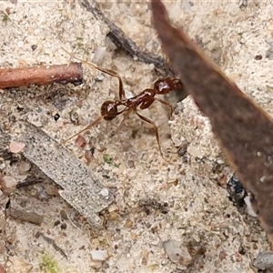 Aphaenogaster longiceps (Funnel ant) at Goulburn, NSW - 13 May 2025 by trevorpreston