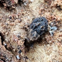 Unverified Weevil (Curculionoidea) at Goulburn, NSW - 13 May 2025 by trevorpreston