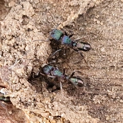 Rhytidoponera metallica (Greenhead ant) at Goulburn, NSW - 13 May 2025 by trevorpreston